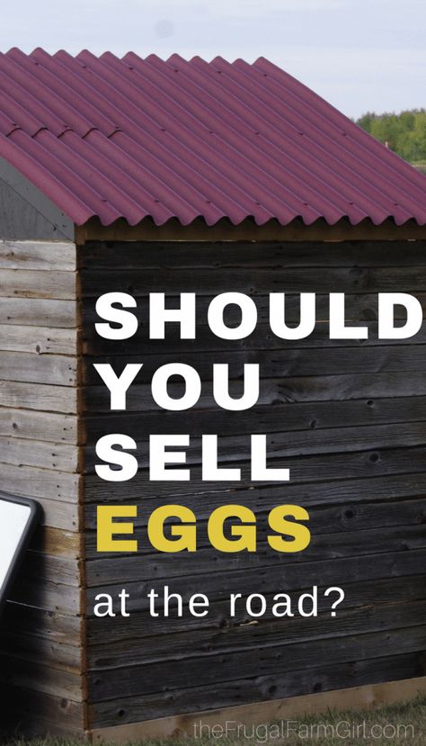 Wondering if you should sell your chicken eggs from your home? Try these helpful tips and tricks to get you started. via @tasiaboland Homesteading Chickens, Homesteading Inspiration, Selling Eggs, Best Egg Laying Chickens, Egg Laying Chickens, Eggs For Sale, Raising Backyard Chickens, Farm Eggs, Building A Chicken Coop