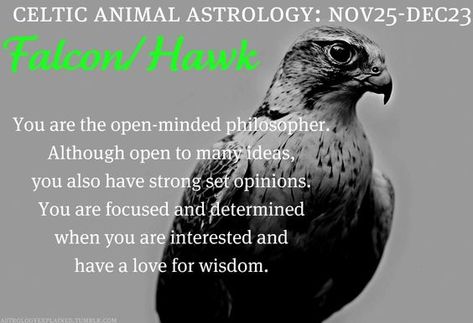 Astrology Explained, Animal Totem Spirit Guides, Falcon Hawk, Celtic Zodiac, Celtic Animals, Spirit Animal Meaning, Animal Meanings, Moon Magick, Animal Spirit Guide