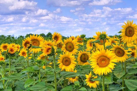 The sunflower 🌻 days are coming to an end. Visit these local fields and farms before the sunflowers are all gone. Kansas State Flower, Human Foosball, Sunflower Season, End Of Fall, Sunflower Farm, Mini Photo Shoot, Sunflower Patch, Giant Sunflower, Farm Field