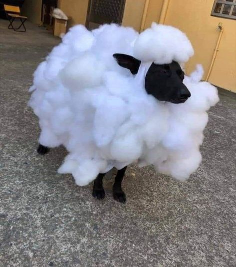 Sheep, Halloween, White