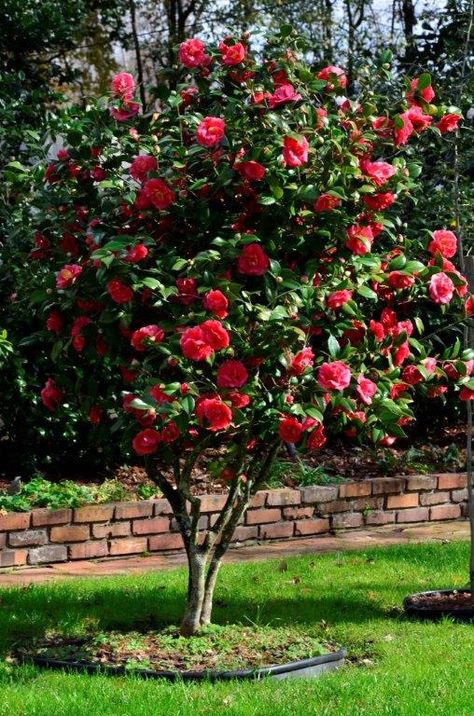 Camelia Tree, Camellia Tree, Camellia Plant, Front Garden Landscape, Camellia Japonica, Casa Exterior, Backyard Garden Design, Beautiful Flowers Pictures, Garden Trees