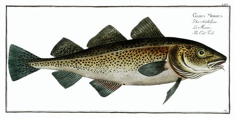 Surgeon Fish, Fish Drawing, Japanese Fish, Fish Illustration, Cod Fish, Fish Drawings, Vintage Fishing, New York Public Library, Public Domain Images