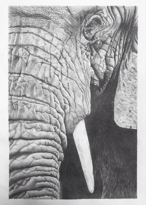 Charcoal Art Elephant, Animal Realistic Sketch, Elephant Sketch Realistic, Elephant Drawing Realistic, Elephant Pencil Drawing, Charcoal Elephant, Elephant Face Drawing, Endangered Elephants, Biro Drawing