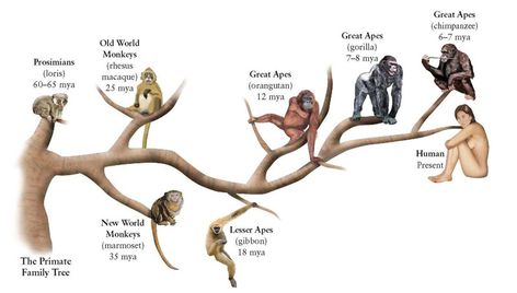 Primate Family Tree -- greatly simplified Human Evolution Tree, Phylogenetic Tree, Ape Monkey, Human Evolution, Great Ape, History Class, Man On The Moon, 50 Million, Science Biology