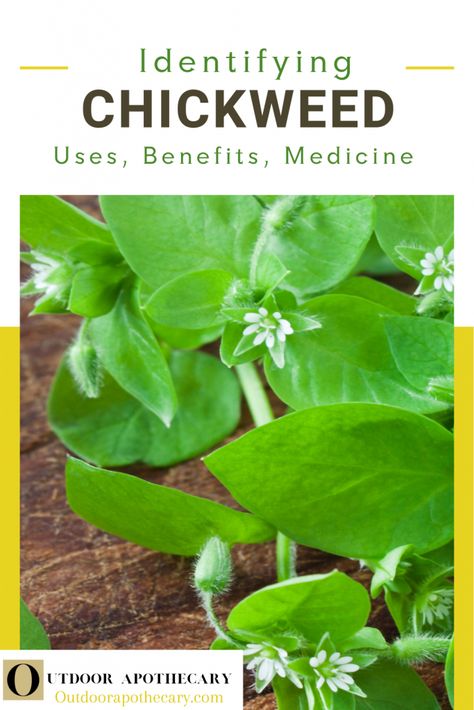 Wood Betony Benefits, Chickweed Benefits, Medicinal Weeds, Mint Garden, Diy Herbal Remedies, Wild Foraging, Native American Food, Medicinal Herbs Garden, Edible Wild Plants