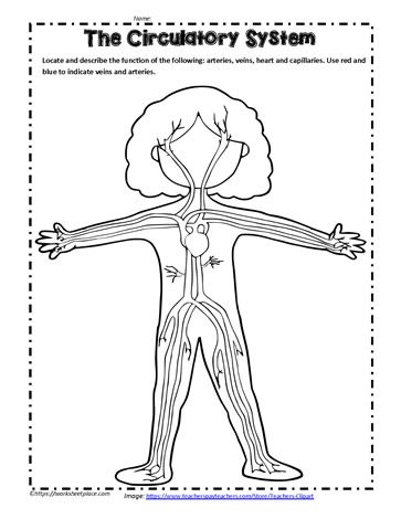 Circulatory System Diagram, Circulatory System Projects, Circulatory System For Kids, Circulatory System Activities, Home Learning Activities, Human Body Printables, 3rd Grade Science, Human Body Worksheets, Coloring Worksheet