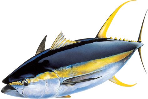 Marlin Fish, Bluefin Tuna, Tuna Fishing, Yellowfin Tuna, Fish Artwork, Fishing Art, Fishing Pictures, Tuna Fish, Fish Crafts