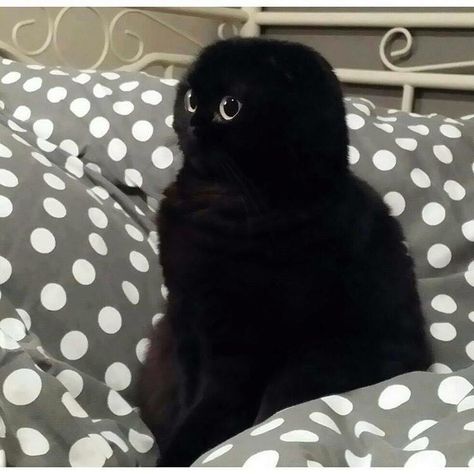 Black Scottish Fold, Good Morning Cat, Cutest Animals On Earth, Scottish Fold Cat, Black Cat Aesthetic, Fold Cat, Morning Cat, Silly Cats Pictures, Cute Cats Photos