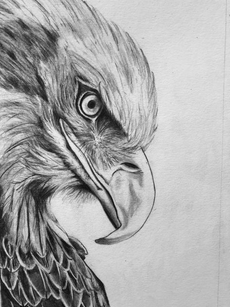 Eagle Sketch Pencil Drawings, Eagle Drawing Sketches, Sketched Animals, Birds Sketches, Eagle Sketch, Easy Scenery Drawing, Pencil Sketches Easy, Gucci Perfume, Pencil Drawing Images