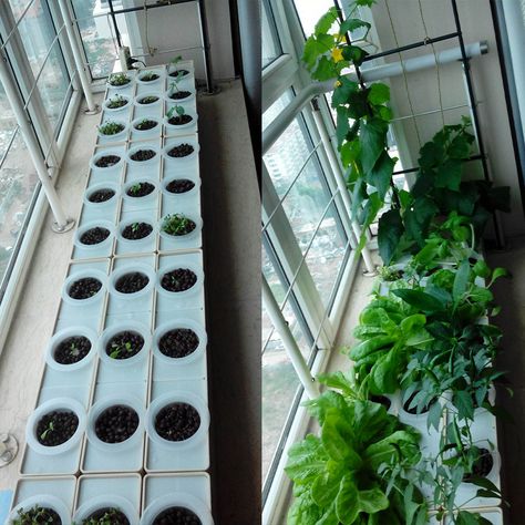 Two Sets DIY Grow vegetables in house or balcony Hydroponics system without earth assemble sets green vegetable garden Balcony Hydroponics, Balcony Hydroponic Garden, Kitchen Hydroponic Garden, Built In Hydroponics Kitchen, Herb Hydroponics Mason Jars, Diy Hydroponic Nutrient Solution, Modern Decorations, Tools Tattoo, Backyard Aquaponics