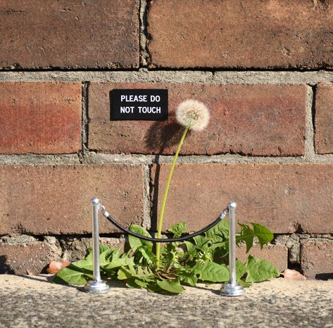 Humorous Street Signs and Other Contextual Street Art Interventions by Michael Pederson  http://www.thisiscolossal.com/2015/10/sydney-street-signs/ Art Intervention, Dandelion Art, A Dandelion, Toy Art, Foto Art, Street Art Graffiti, Land Art, Street Signs, Public Art