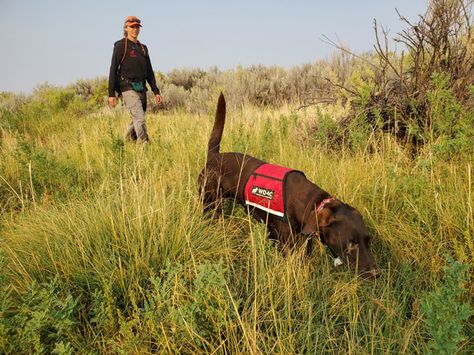 Wildlife Ecology, Detection Dogs, Save Wildlife, Animal Conservation, College Stuff, Environmental Justice, Invasive Species, Wildlife Conservation, Endangered Species