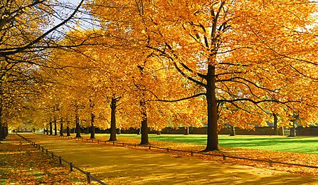 maple forest,landscape,trees,forest,plant,spring,autumn,tree,leaf,lawn,vibrant,germination,vitality,growing,maple leaf,beautiful,background,image,landscape photo,landscape photography,beautiful photo,beautiful photography,spring photo,spring photography,tree photo,tree photography,forest photo,forest photography,plant photo,plant photography,autumn photo,autumn photography,leaf photo,leaf photography,maple leaf photo,maple leaf photography,pretty desktop backgrounds,desktop backgrounds Maple Tree Forest, Pretty Desktop Backgrounds, Maple Leaf Drawing, Trees Photos, Maple Forest, Wooded Landscaping, Leaf Photography, Forest Plants, Maple Trees