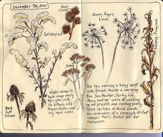 Sketching in Nature: Sandy Williams #art #journal #sketchbook Drawings Of Flowers, 트위터 헤더, Botanical Sketchbook, Field Journal, Nature Sketch, Garden Journal, Twitter Layouts, 수채화 그림, Twitter Headers