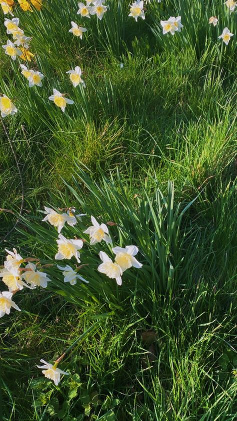 White daffodil flowers in a field - Bath, England #bath #nature #outdoors #cottagecore #green #greenaesthetic #plants #daffodils #summer #summeraesthetic Daffodil Wallpaper Aesthetic, Daffodil Flower Aesthetic, Daffodil Aesthetic, Daffodils Aesthetic, Daffodil Wallpaper, Flowers In A Field, Cottagecore Green, Garden Escape, Daffodil Flowers