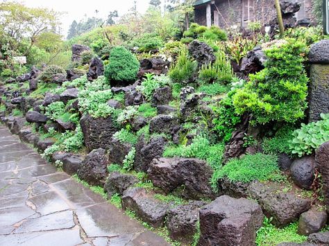 Korean volcanic rock wall garden Rock Wall Garden, Rock Wall Gardens, Rock Plants, Rock Wall, Volcanic Rock, Wall Garden, Landscaping With Rocks, Landscape Walls, Rock Garden