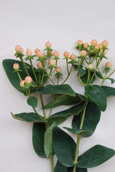 Peach or Pink hypericum berries (Desinger's choice) Flower Identification, Hypericum Berries, Winter Bouquet, Unique Wedding Flowers, Flower Guide, Cake Flowers, Cut Flower Garden, Coral Flowers, Blush Flowers