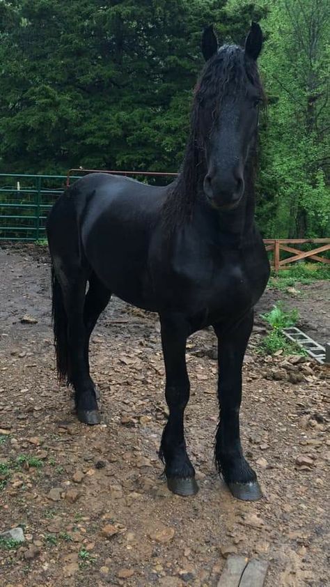 Friesian Horse Jumping, Percheron Horses Black, Friesian Cross Horse, Friesian Sport Horse, Fresians Horses Aesthetic, Frisian Horse, New Forest Pony, Horses Farm, Percheron Horses