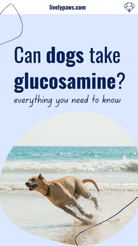 Glucosamine For Dogs, Best Dog Supplements, Supplements For Dogs, Dog Vitamins, Dog Wellness, Dog Joints, Oils For Dogs, Dog Ages, Hip Dysplasia