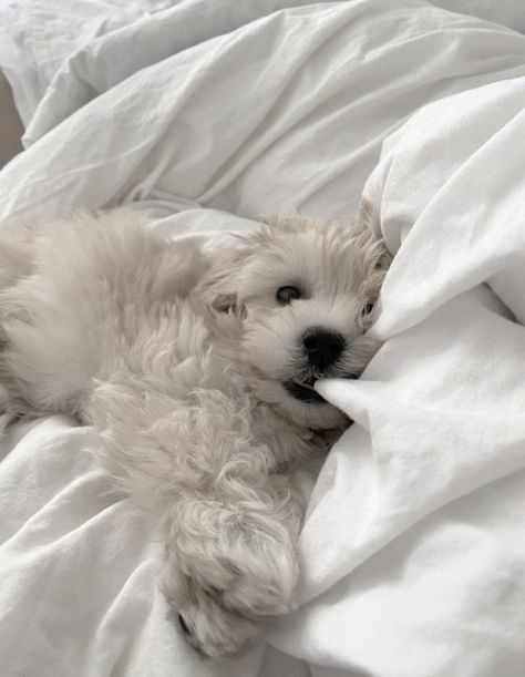 Cute White Dog Aesthetic, White Toy Poodle Aesthetic, Romaticize Life, White Dog Aesthetic, Shark Emoji, Chloe Core, Cute White Dog, Dark Hour, White Fluffy Dog