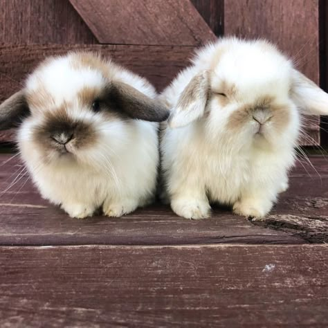 Bunny Cakes For Easter, Cinnamon Rolls Easter, Bunny Shaped Cake, Rabbit Cage Setup, Easter Bunny Cakes, Cakes For Easter, Easter Bunny Food, Bunny Cinnamon Rolls, Easter Bunny Ideas