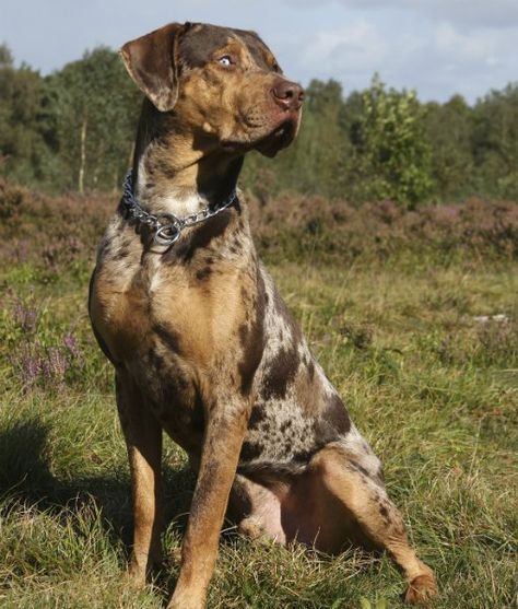 10 Cool Facts About Catahoula Leopard Dogs - Dogs Tips & Advice | mom.me American Leopard Hound, Louisiana Catahoula Leopard Dog, Rare Dogs, Fu Dog, Catahoula Leopard Dog, Catahoula Leopard, Leopard Dog, Large Dog Breeds, Dog Images