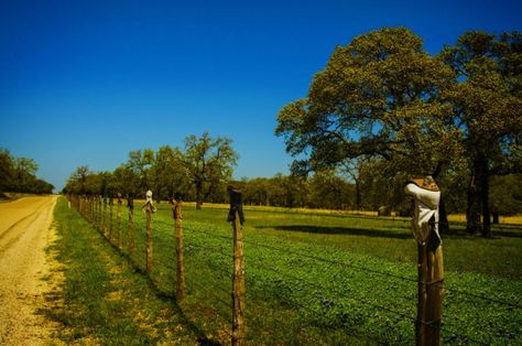 Field of Dreams: Willow City Loop Travel Texas, Texas Bluebonnets, Fredericksburg Texas, Indian Paintbrush, Road Trip Destinations, Field Of Dreams, Country Landscaping, Texas Travel, Texas Hill Country