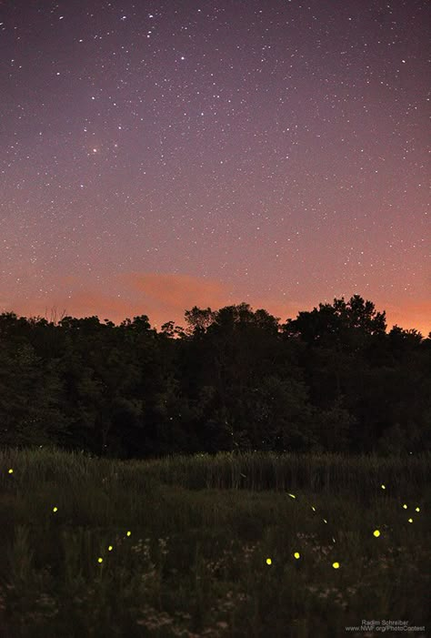 Firefly Photography, Game Offline, Kristina Webb, National Wildlife Federation, Play Date, Wildlife Photos, The Night Sky, Nature Aesthetic, Pretty Places