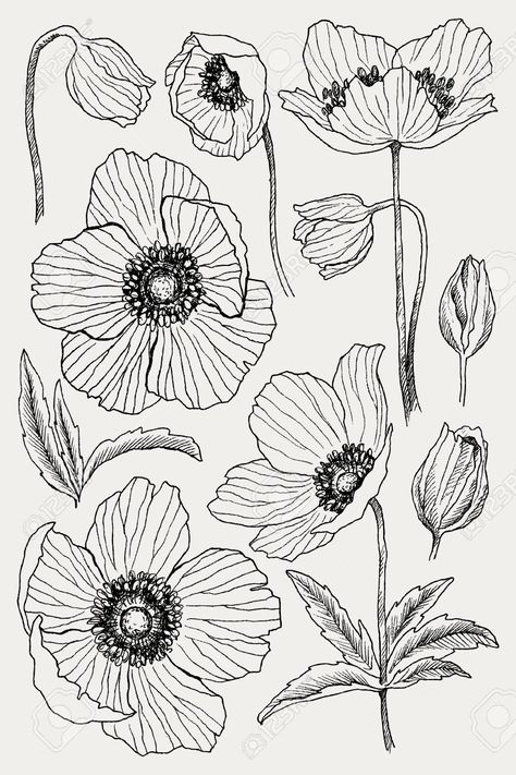 Ako Kresliť, Sketch Flower, Botanical Line Drawing, Flower Line Drawings, Flower Drawing Tutorials, Flower Vector, Flower Art Drawing, Anemone Flower, Flower Sketches