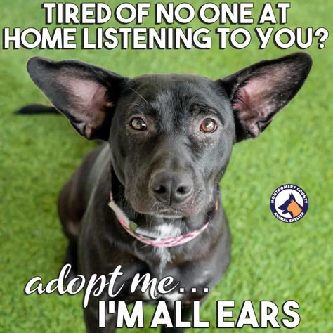 Rescue Dog Quotes Adoption, Animal Shelter Decor, Animal Shelter Social Media Ideas, Animal Shelter Social Media, Dog Rescue Fundraising Ideas, Dog Rescue Quotes, Animal Shelter Ideas, Shelter Dog Quotes, Animal Shelter Quotes