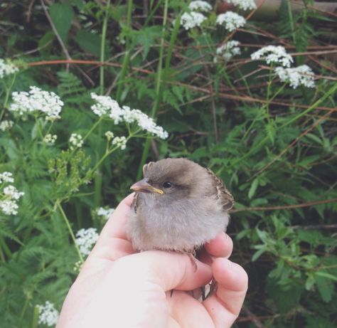 Noor Core, The Hound And Sansa, Summer Camp Style, Bird Aesthetic, Bird Sparrow, Different Types Of Animals, I Am Just A Girl, Hope Is The Thing With Feathers, Familia Madrigal