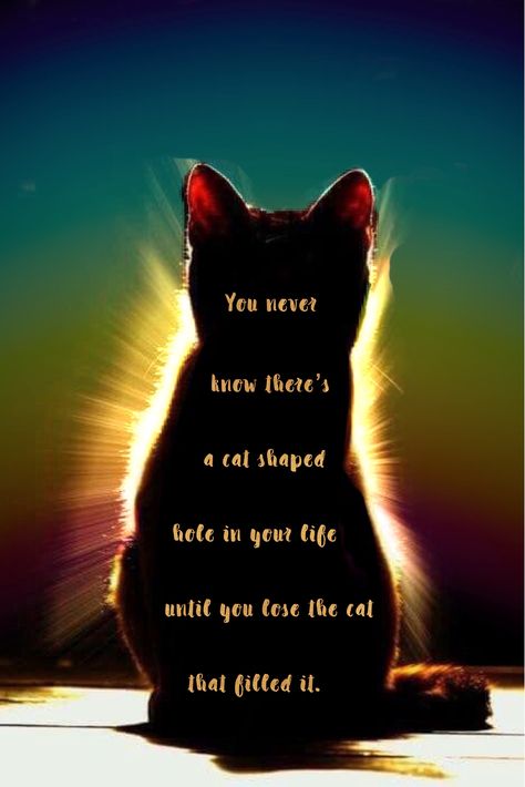 You never know you have a cat . . . | Rainbow Bridge Pet Poems, Cat Love Quotes, Cat Poems, Cat Spirit, Cat Loss, Pet Remembrance, Cat Memorial, Cat Facts, Cat Quotes