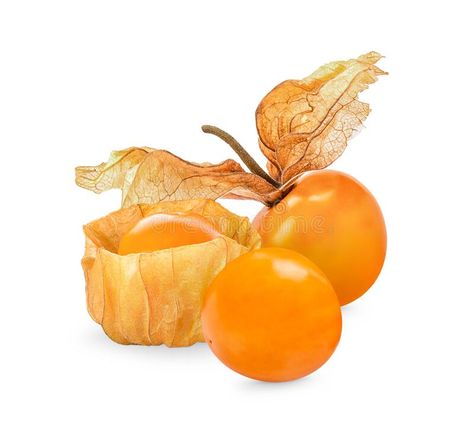 Cape gooseberry, physalis isolated on white background royalty free stock photography Cape Gooseberry, Stock Photography Free, Stock Photography, White Background, Cape, Royalty, Royalty Free, Spirituality, Stock Images