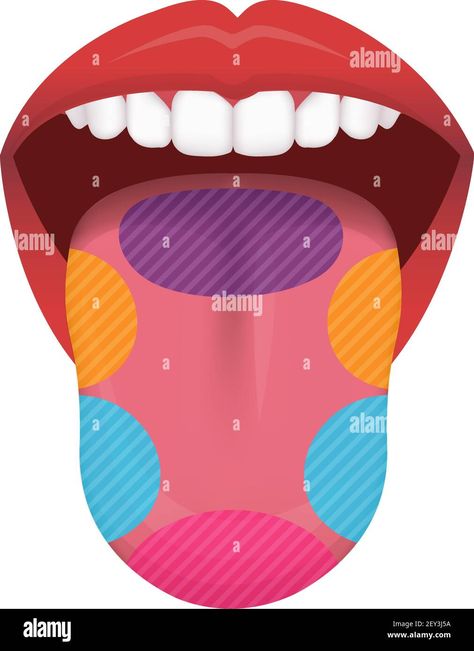 Download this stock vector: Taste areas of human tongue vector illustration - 2EY3J5A from Alamy's library of millions of high resolution stock photos, illustrations and vectors. Tongue Illustration, Human Tongue, Cartoon Design, Stock Vector, Vector Images, Vector Illustration, High Resolution, Resolution, Stock Photos