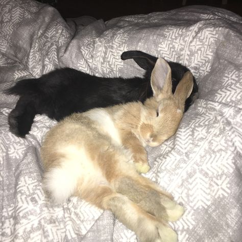 Bunnies Sleeping, Vegan Meme, Bunny Sleeping, Two Bunnies, Two Rabbits, Dinner Vegan, Rabbit Life, Bunny Care, Bunny Mom