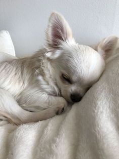 Psy Chihuahua, Pinterest Cute, White Chihuahua, Emotional Support Dog, Emotional Support Animal, Support Dog, Teacup Chihuahua, Cute Chihuahua, Pretty Princess