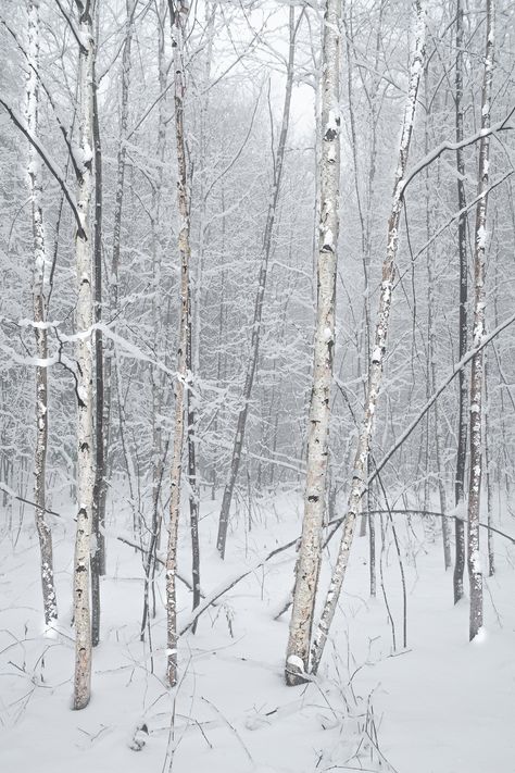 Haliburton Forest Birch Trees Art Print In this photograph, I captured the serene beauty of Canadian birch trees in Haliburton Forest. The tall, slender trees with their distinctive white bark and delicate branches create a sense of tranquility and harmony, inviting the viewer to appreciate the wonders of the natural world.Haliburton Forest, a privately owned reserve in Ontario, Canada, is renowned for its diverse flora and fauna. The birch trees, with their elegant forms and striking bark, are a hallmark of the Canadian wilderness and evoke the pristine essence of this captivating landscape.As the artist behind this image, I am proud to offer it as a museum-grade, signed print, hand-signed in pencil on the reverse side. With your purchase, you will receive a certificate of authenticity, p Snowy Birch Forest, Birch Trees In Winter, Birch Trees Art, Contemporary Wildlife Art, Snow Paintings, Landscape Reference, Snow Trees, Birch Tree Art, Trees Art