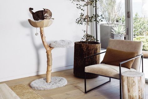 Modern Natural Wood Cat Trees from Mau Lifestyle Loafing Cat, Unique Cat Trees, Wooden Cat Tree, Fuzzy Cat, Cat Climbing Tree, Modern Cat Furniture, Modern Cat Tree, Tree Furniture, Cat Trees