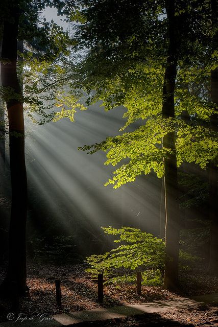 I can't wait to get my dSLR camera for Christmas so I can try to take pictures like this one! Beautiful!!!! Alam Yang Indah, Beautiful Tree, In The Forest, In The Woods, Beautiful Photography, Amazing Nature, Nature Pictures, Nature Photos, The Forest