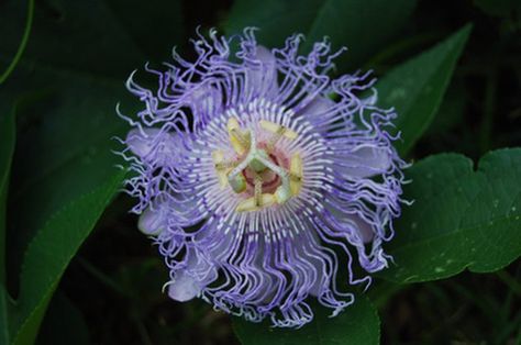 Psychoactive Plants in Florida | LEAFtv Passion Flower Benefits, Passion Flower Tea, Psychoactive Plants, Passion Vine, Wild Plants, Tea Garden, Passion Flower, Flower Tea, Flowering Vines