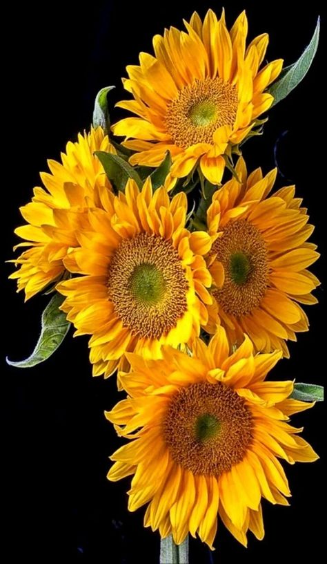 Bunch Of Sunflowers, Sunflowers And Daisies, Sunflower Pictures, Yellow Sunflowers, Sunflower Wallpaper, Sunflower Art, Happy Flowers, Mellow Yellow, Flowers Nature