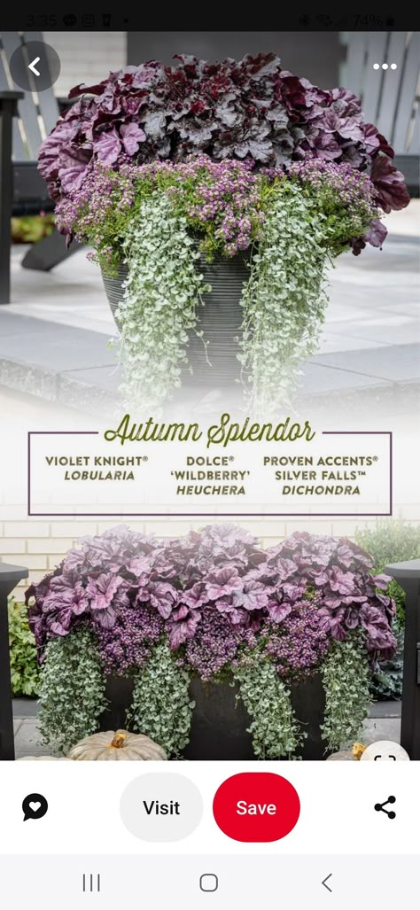 Autumn Garden Pots Ideas, Sedum In Containers Planters, Purple And White Fall Porch, Purple Fountain Grass Fall Container, Heuchera Pot Ideas, Modern Fall Planters, Fall Potted Plants Front Porches Shade, Fall Plants For Containers, Fall Garden Containers