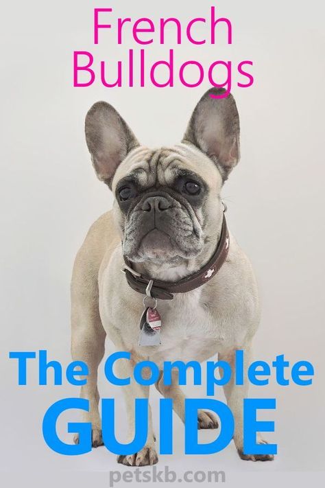 Frenchie Training Tips, Frenchie Care Tips, French Bulldog Care Tips, Frenchie Tips, Tan French Bulldog, Toy French Bulldog, Bulldog Training, Baby French Bulldog, Fawn French Bulldog