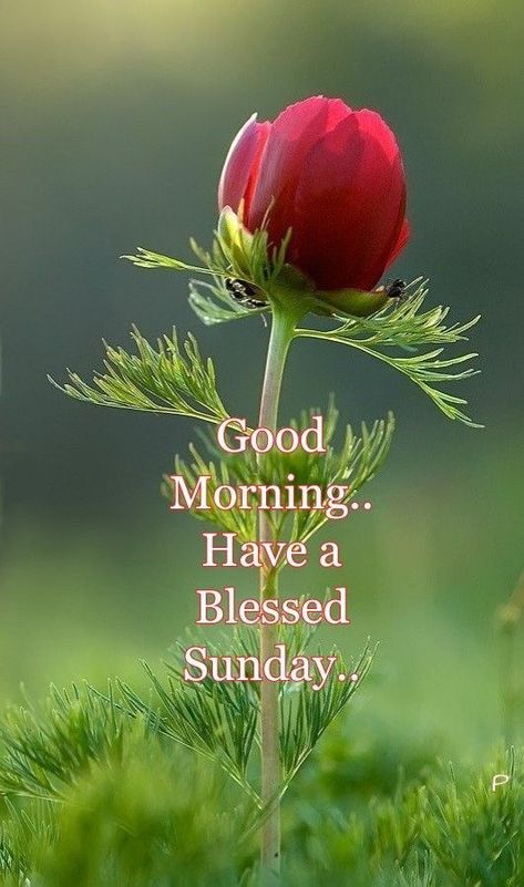 Good Morning...Have A Blessed Sunday Blessed Sunday Morning, Blessed Sunday Quotes, Quotes Sunday, A Blessed Sunday, Happy Sunday Images, Good Morning Sunday, Good Morning Sunday Images, Happy Sunday Morning, Sunday Morning Quotes