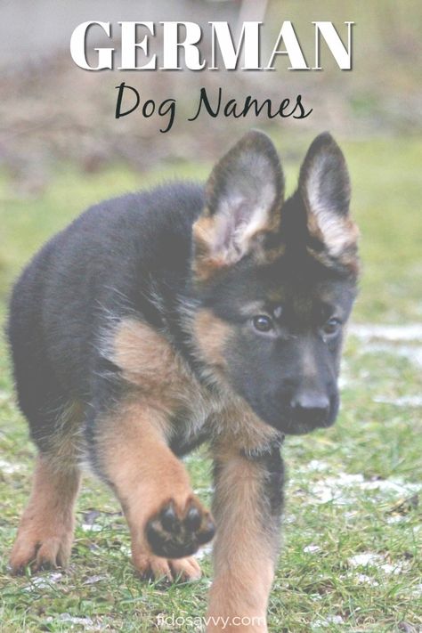 Strong Dog Names, German Dog Names, Rottweiler Quotes, Poodle Doodles, German Shepherd Names, Female German Shepherd, German Names, Female Dog Names, Cute Names For Dogs