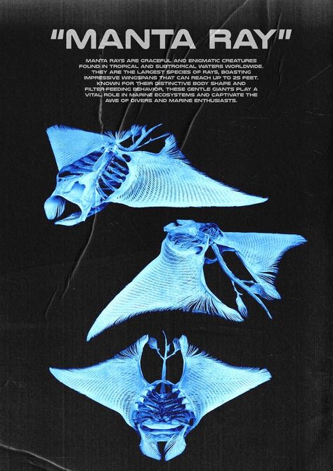 Manta Rays Aesthetic, Manta Ray Skeleton, Manta Ray Aesthetic, Manta Ray Wallpaper, Ocean Posters, Marine Poster, Skeletal Structure, Ocean Poster, Marine Creatures