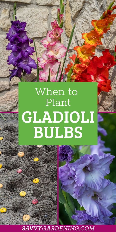 When to plant gladioli bulbs in gardens and for container gardening. The climate is really important when planting gladioli bulbs. Gladioli flowers or sword lilies. These flowers are affordable and are great for a budget garden. The upkeep is minimal. Find out here how to plant gladioli bulbs in warm and cold climates for bright and colorful blooms. How To Plant Bulbs, Gladiolus Planting Ideas, Gladiolus Garden Ideas, Planting Bulbs In Containers, Gladiolus Garden, Bulb Plants, Gladioli Garden, Bulb Flowers Garden, Planting Bulbs In Pots