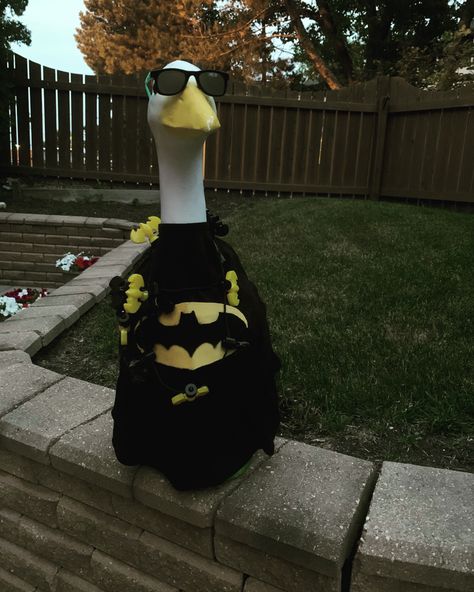 I’m Batman Funny Duck Pictures, Weird Pfps, Garden Goose, Duck Memes, Porch Goose, Bright Blue Hair, Duck Pictures, Pet Ducks, Funny Duck