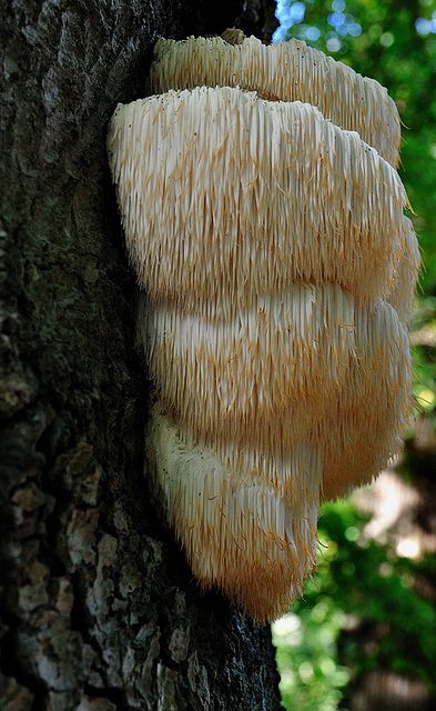 Lion's Mane Mushroom. Mushrooms Growing, Lion's Mane Mushroom, Lichen Moss, Lions Mane, Lions Mane Mushroom, Plant Fungus, Edible Mushrooms, Lion's Mane, Lion Mane