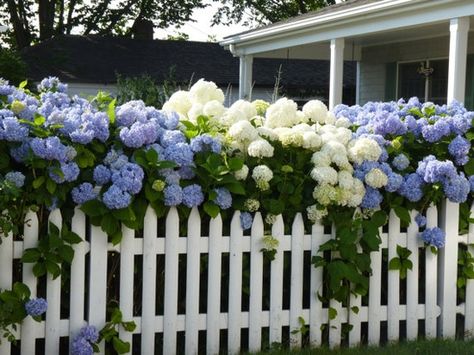 oh my gosh... how amazing would this be in my front yard? beautiful hydrangea hedge with a fence!!! put a walk in gate!!! heck yes!!!! Landscape Gardening, Picket Fences, Blue And White Flowers, Front Yard Fence, Garden Shrubs, White Picket Fence, Fence Landscaping, Picket Fence, Garden Fencing